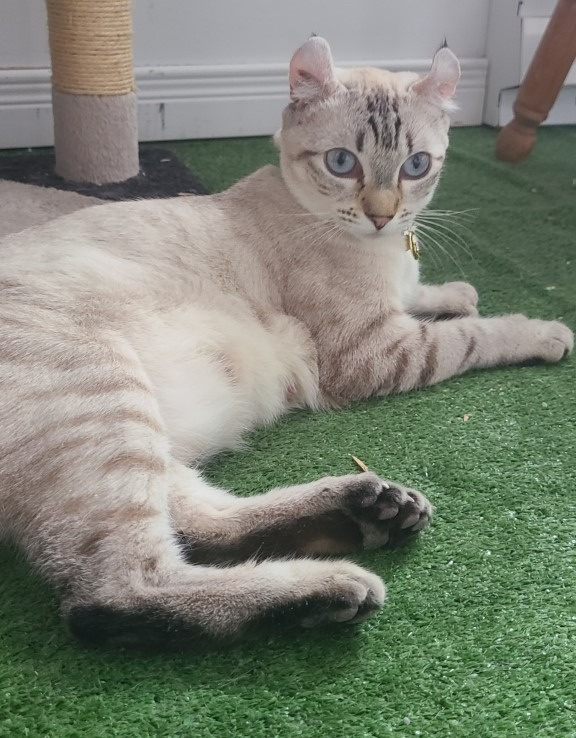 Éleveur de Highland lynx/Chatterie King of Highland Lynx | 331 Rue Adam, Saint-Amable, QC J0L 1N0, Canada | Phone: (514) 880-9442