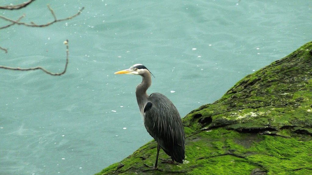Eagle View Vacation Rental Parksville B.C. | 923 Glenhale Crescent, Parksville, BC V9P 1Z7, Canada | Phone: (250) 927-7030