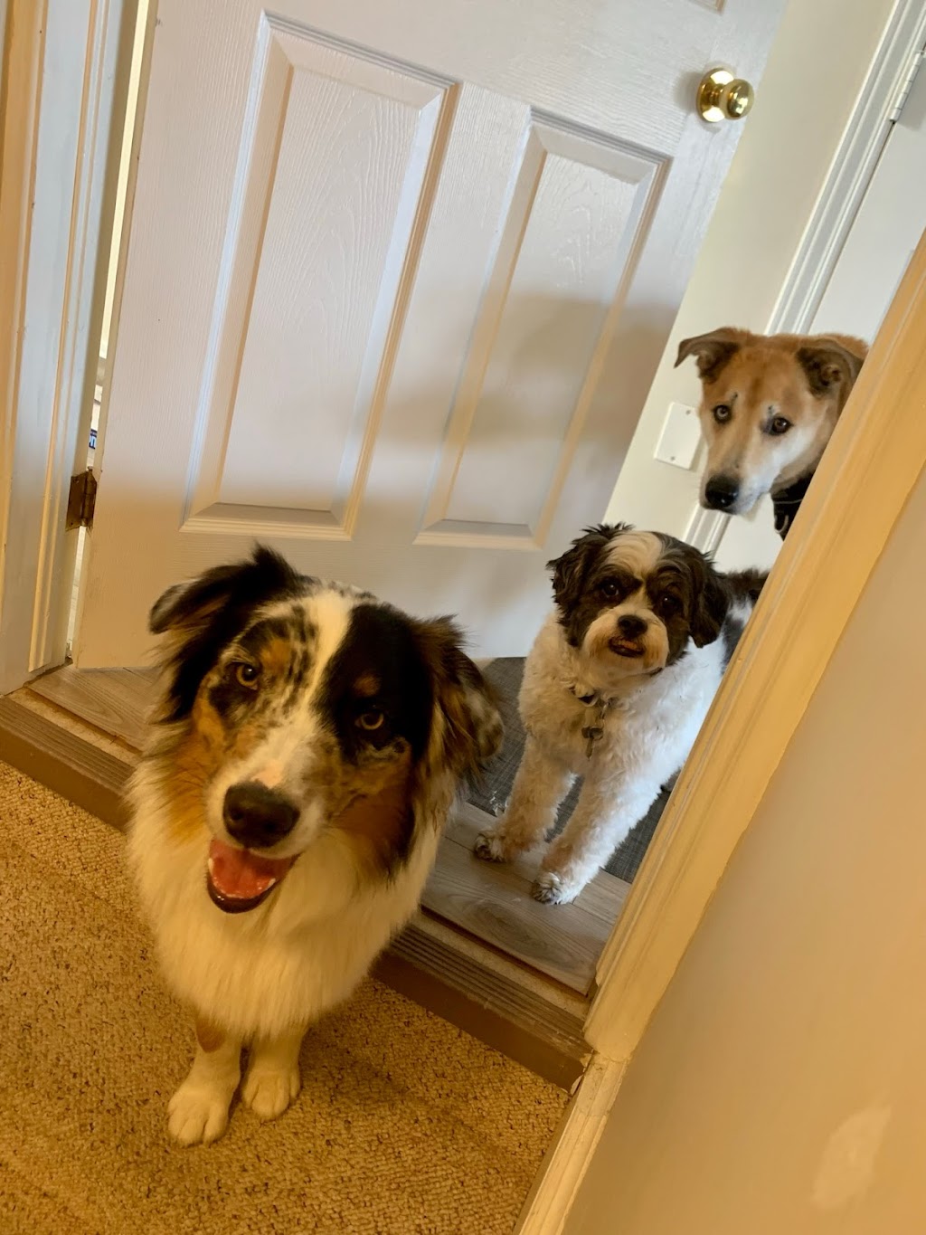 Best For Pets Services | 434 Joseph St, New Hamburg, ON N3A 1G3, Canada | Phone: (647) 521-5190