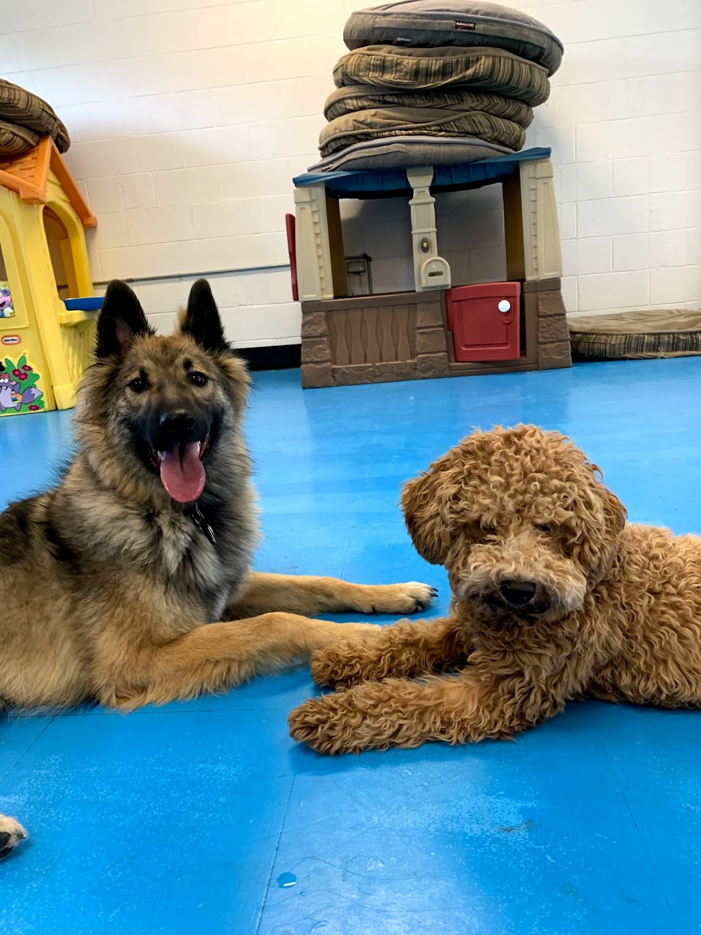 Hounds Like Fun!!! | 759 Northmount Dr NW, Calgary, AB T2L 0A1, Canada | Phone: (403) 289-2208