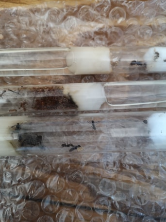 Canada Ant Colony | 27 Frybrook Crescent, Richmond Hill, ON L4B 4B8, Canada | Phone: (437) 213-9082