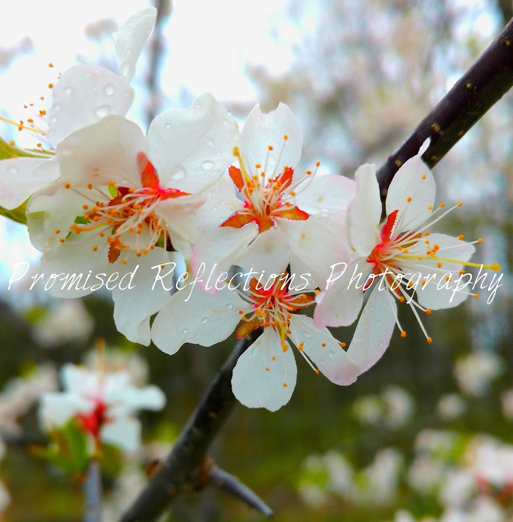 Promised Reflections Photography | 11 Mayflower Ave, Hamilton, ON L8L 2K5, Canada | Phone: (289) 808-5145