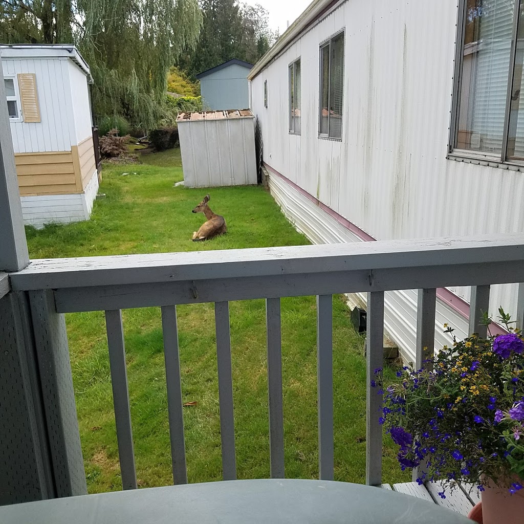 Mill Wheel Park | 4000 Flynn St, Bellingham, WA 98229, USA | Phone: (360) 676-8246