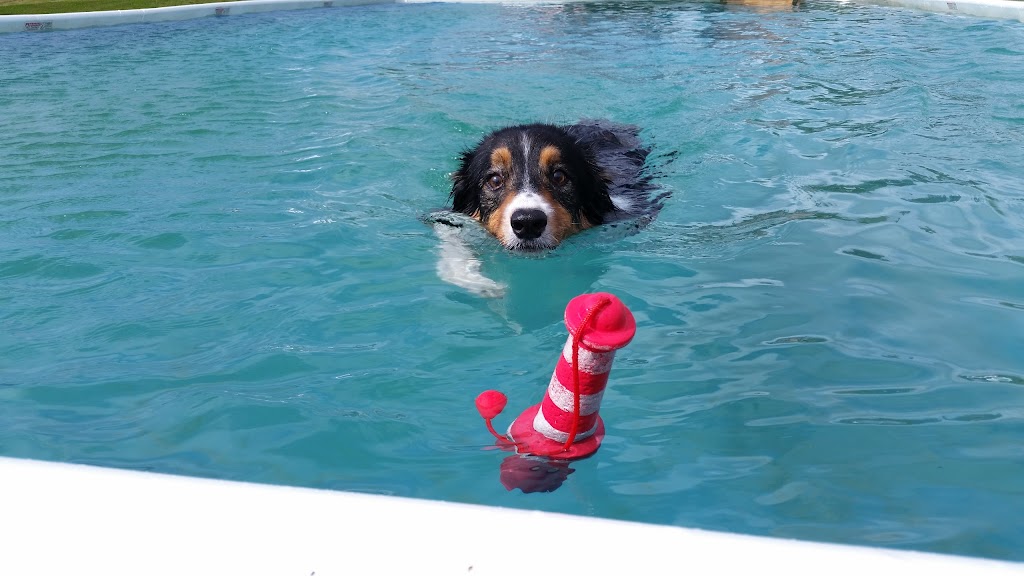 Aqua Terra Kennels | 50 Ridge Rd, Upper Stewiacke, NS B0N 2P0, Canada | Phone: (902) 671-2265