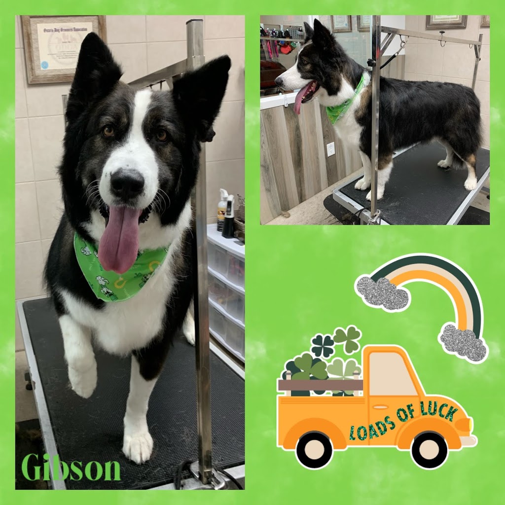 Jenni-furz Gentle Grooming | 1220 Queens Bush Rd, Wellesley, ON N0B 2T0, Canada | Phone: (519) 504-5648