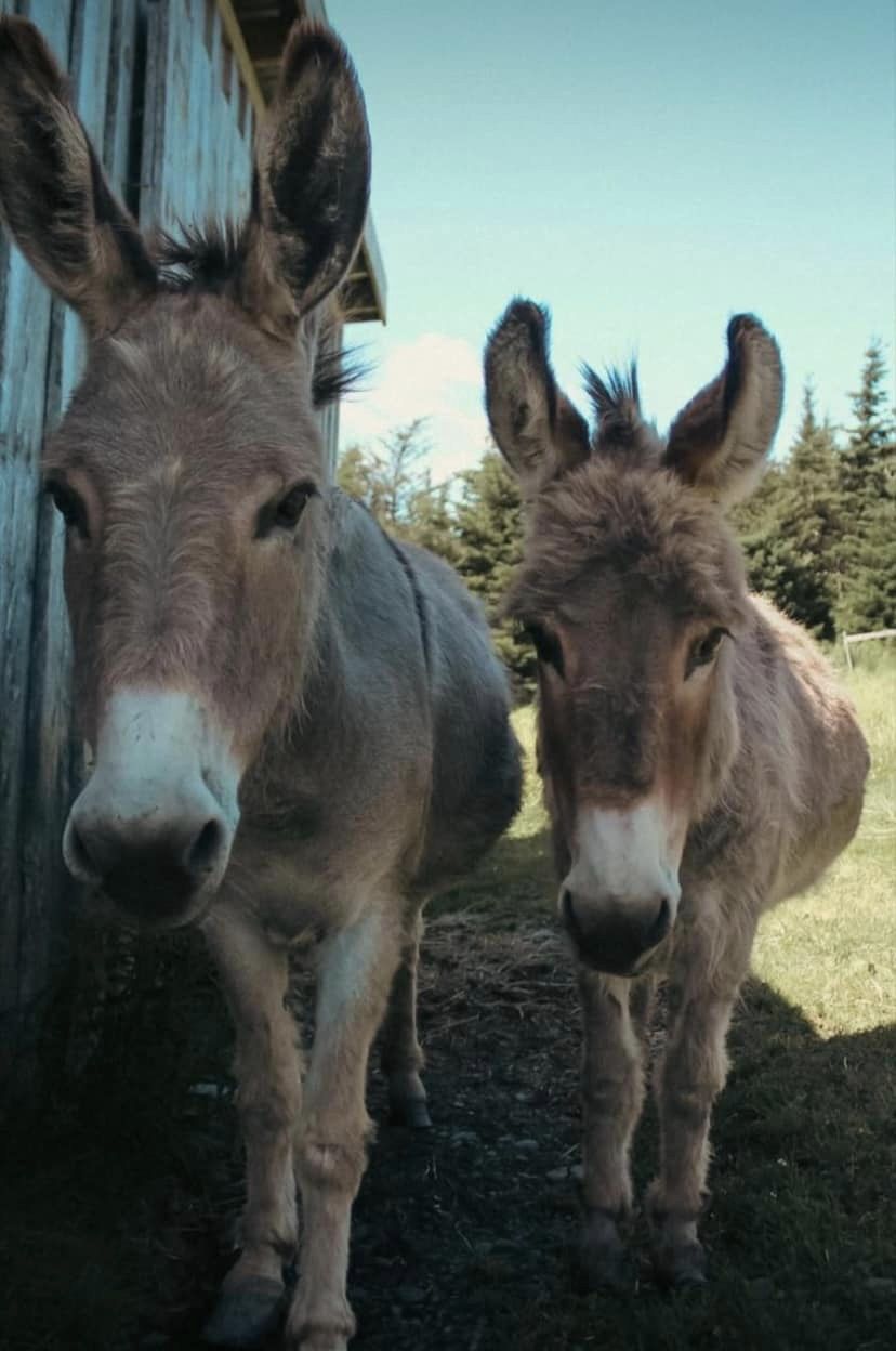 Whispering Hope Farm | 347 Ellerslie Rd, Ellerslie, PE C0B 1J0, Canada | Phone: (902) 303-3491