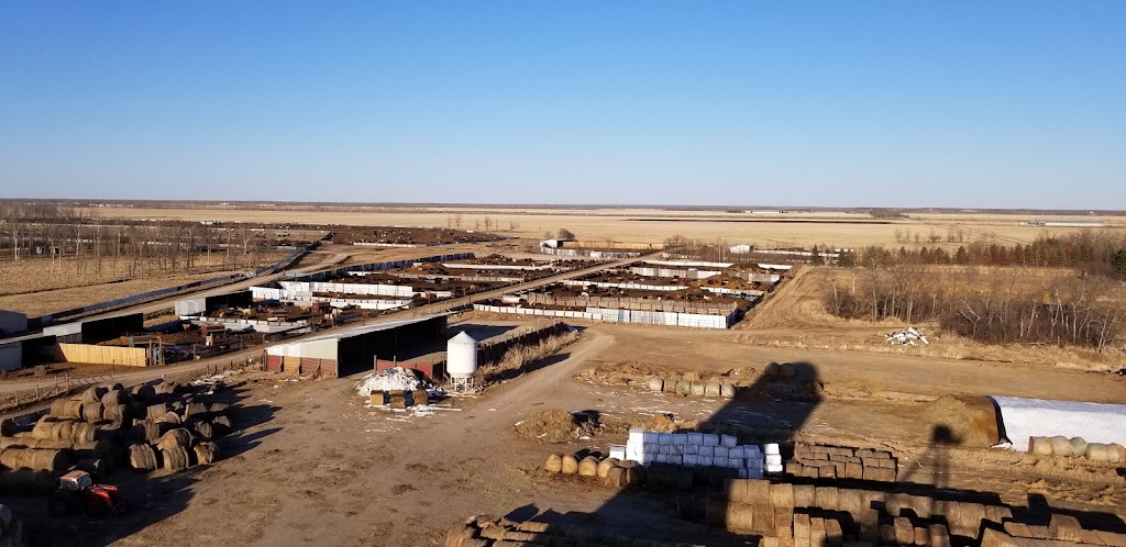 Evergreen Land & Cattle Co Ltd | 21009 Rd 35E, Pansy, MB R0A 1J0, Canada | Phone: (204) 434-6132