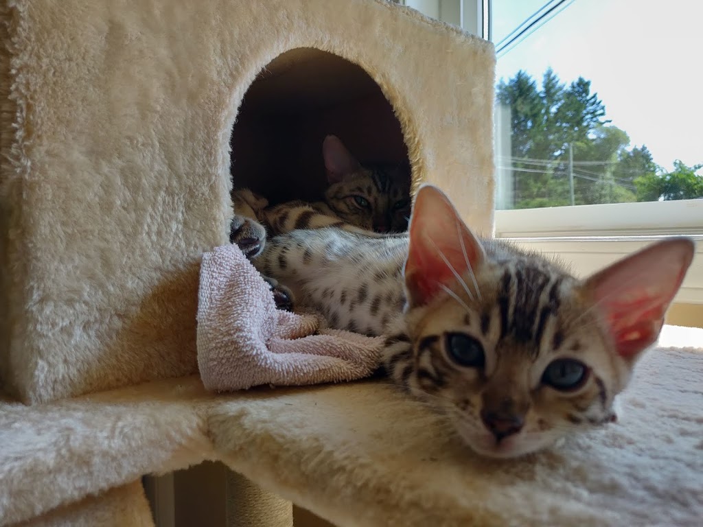 Nanaimo Veterinary Hospital | 4508 Wellington Rd, Nanaimo, BC V9T 2H3, Canada | Phone: (250) 758-3985