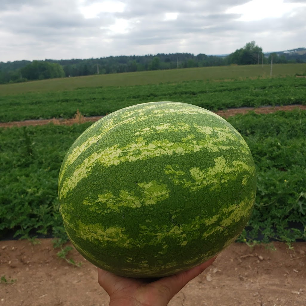 DeLong Farms | 312 Barss Corner Rd, New Germany, NS B0R 1E0, Canada | Phone: (800) 565-1230
