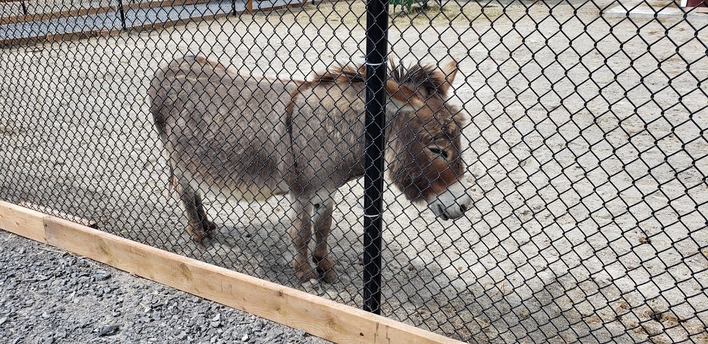 The Big Apple Petting Zoo | 262 Orchard Rd, Colborne, ON K0K 1S0, Canada | Phone: (905) 355-2574
