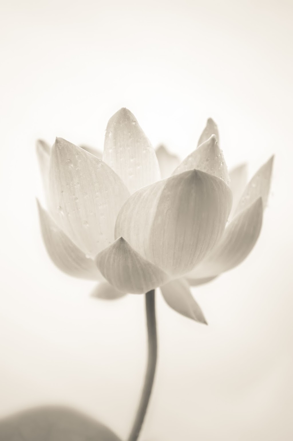 Mind Du Lotus | 200 Rue Sainte Thérèse, Charlemagne, QC J5Z 1B8, Canada | Phone: (514) 833-9705