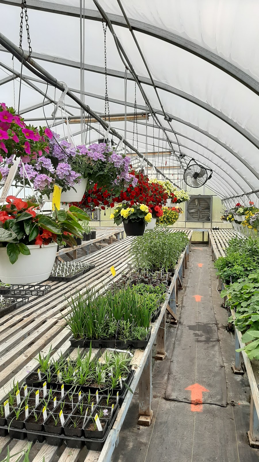 Village Nursery | 430 New Cumberland Rd, Pleasantville, NS B0R 1G0, Canada | Phone: (902) 543-5649