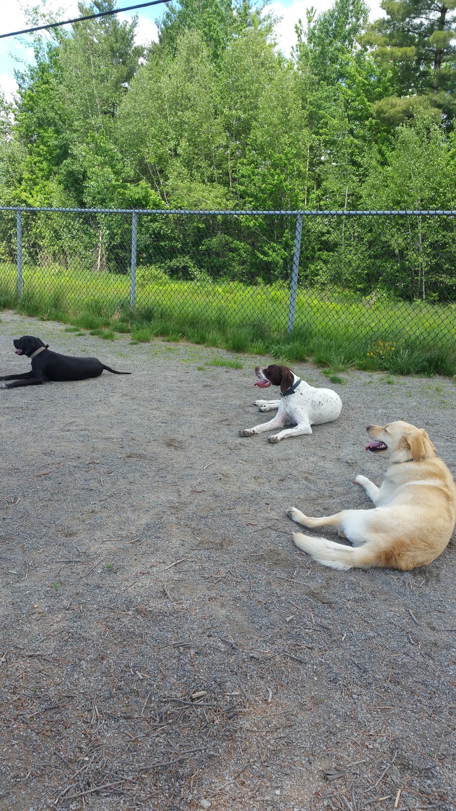 Canine Park Bolivars | 1274 Boulevard Céloron, Blainville, QC J7C 5A8, Canada | Phone: (450) 434-5390
