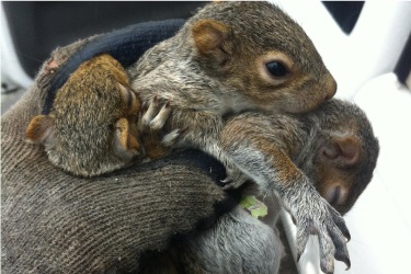 Gotcha Wildlife Removal Services | 1434 Seabring Street, Oshawa, ON L1J 8K5, Canada | Phone: (647) 461-7632
