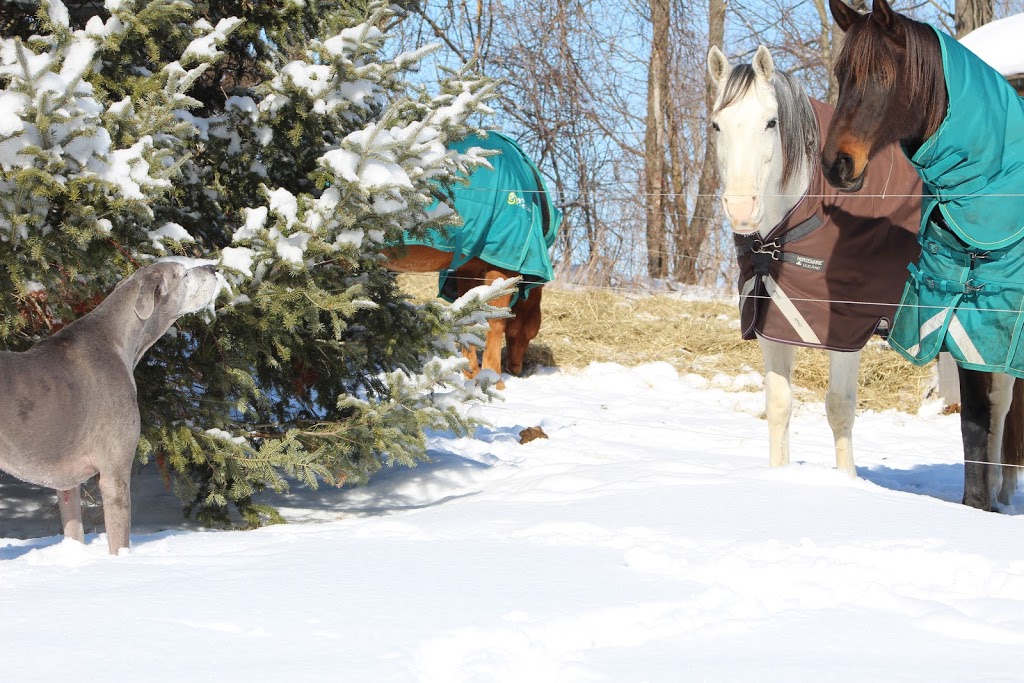 Stoney Ridge Stable | Line 12 N, Oro-Medonte, ON L0K 1E0, Canada | Phone: (705) 718-8062