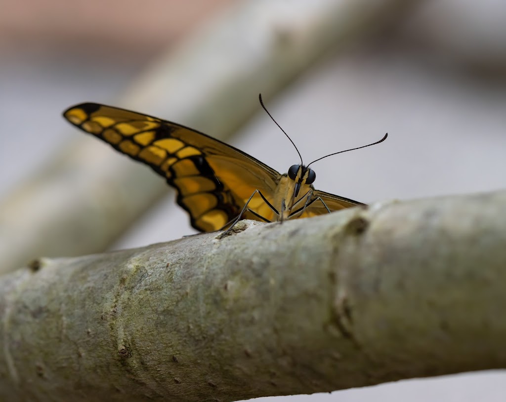 Butterfly World, Coombs | 1080 Winchester Rd, Coombs, BC V0R 1M0, Canada | Phone: (250) 248-7026