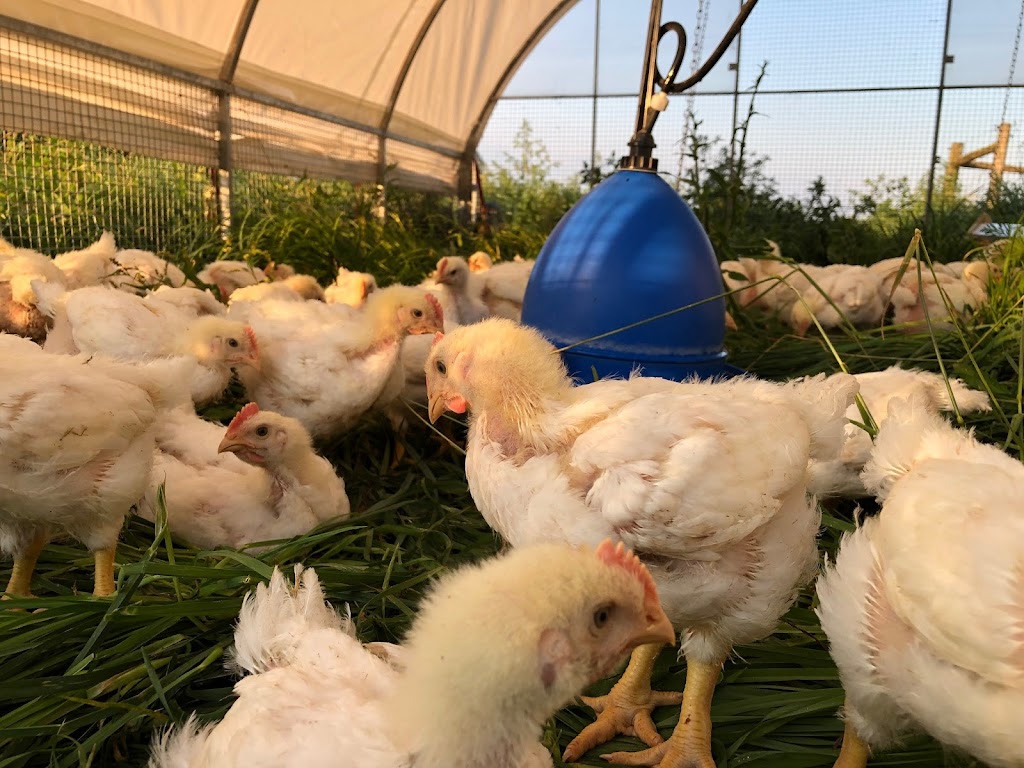 WindRose Farm | 516134 11 Line, Tavistock, ON N0B 2R0, Canada | Phone: (519) 533-7556