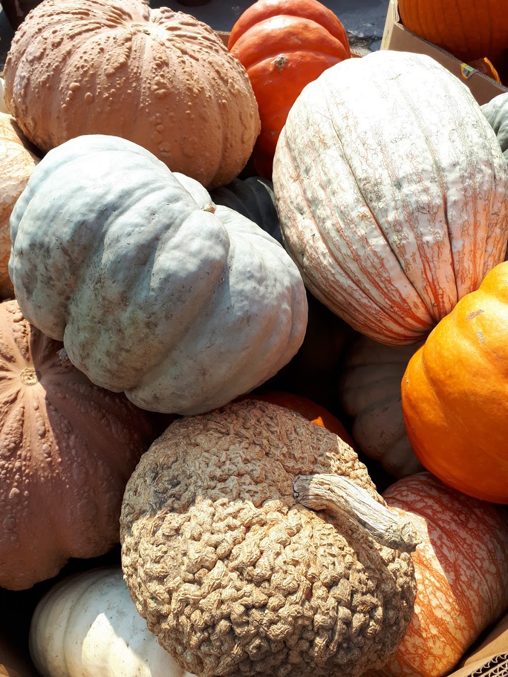 Longos Maple | 2810 Major MacKenzie Dr W, Maple, ON L6A 1R8, Canada | Phone: (905) 417-0207