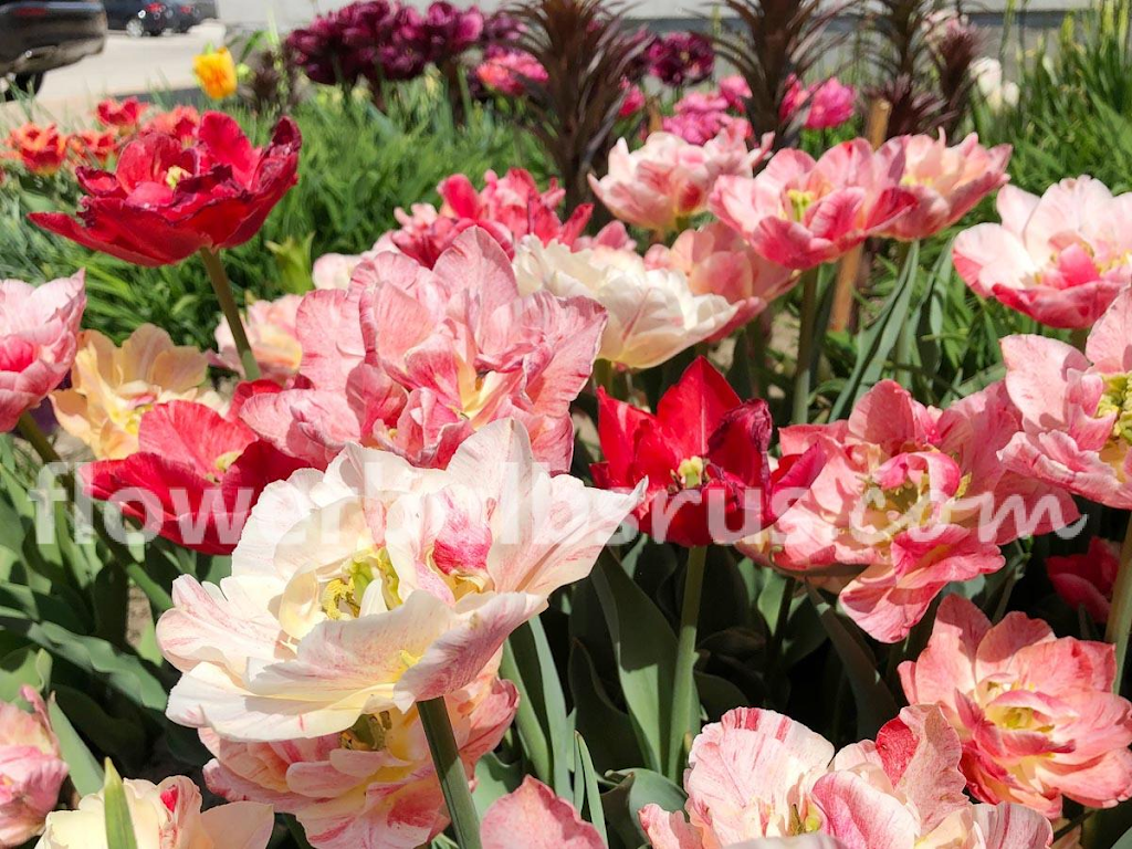 Flowerbulbsrus.com | 370 Britannia Rd E Unit 7, Mississauga, ON L4Z 1X9, Canada | Phone: (888) 890-0936