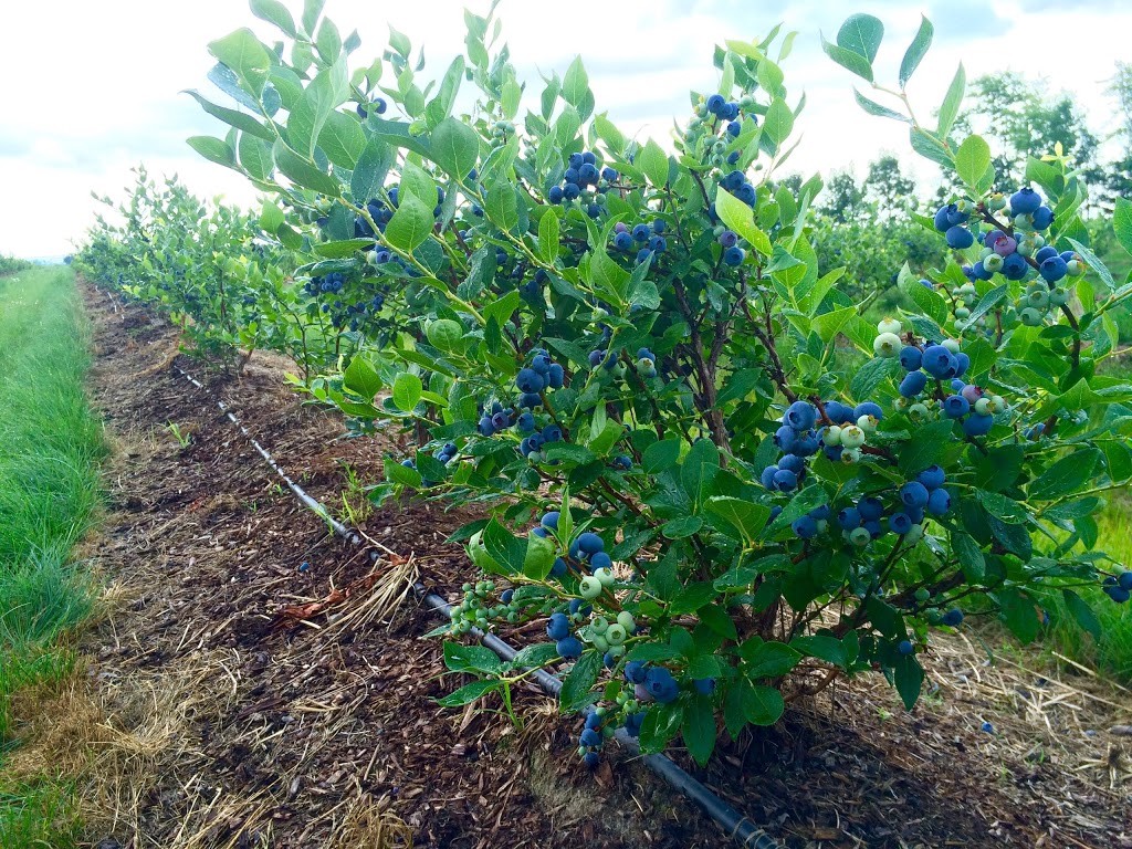 Bleuetière Le Rêve Bleu | 386 Rang de la Presquîle, Saint-Damase, QC J0H 1J0, Canada | Phone: (450) 772-6309