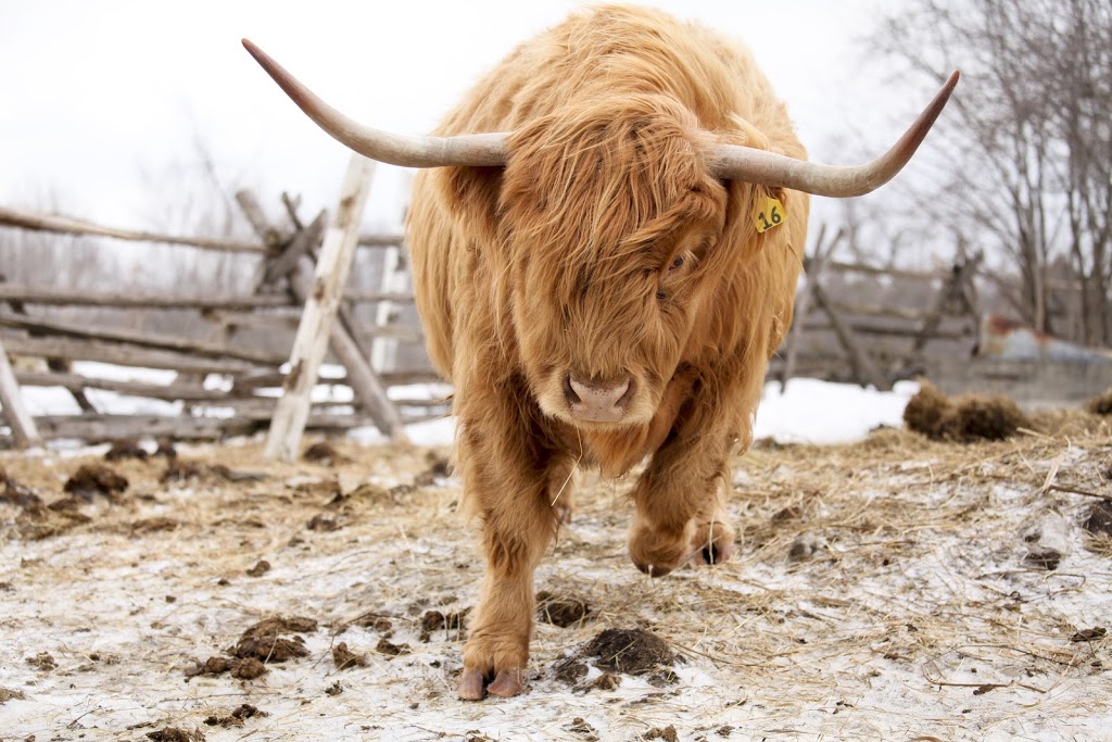 Flycreek Farm | 9887 Flycreek Rd, North Augusta, ON K0G 1R0, Canada | Phone: (613) 246-1884