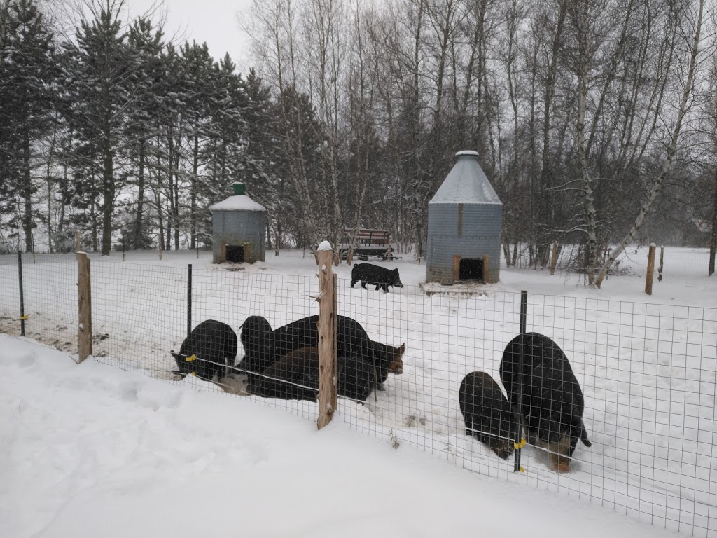 Écurie Kanadian | 923 4e Rang O, Saint-Simon-de-Bagot, QC J0H 1Y0, Canada | Phone: (514) 953-0673