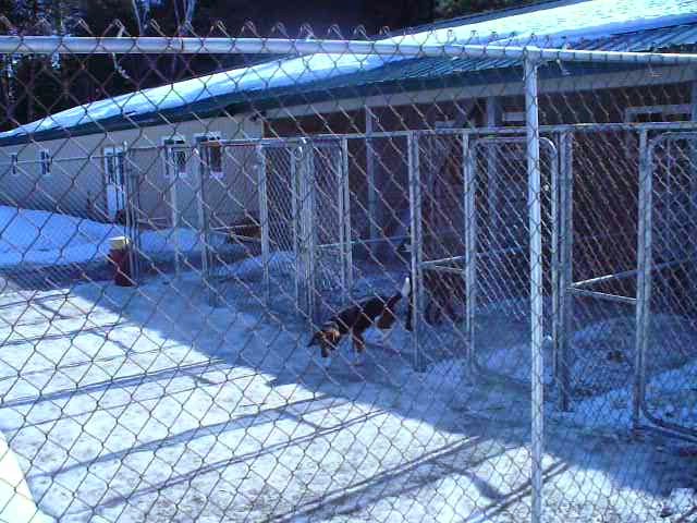 K-9 Komfort Inn | 226 Madeline Lane, RR 2, Norwood, ON K0L 2V0, Canada | Phone: (705) 639-1172