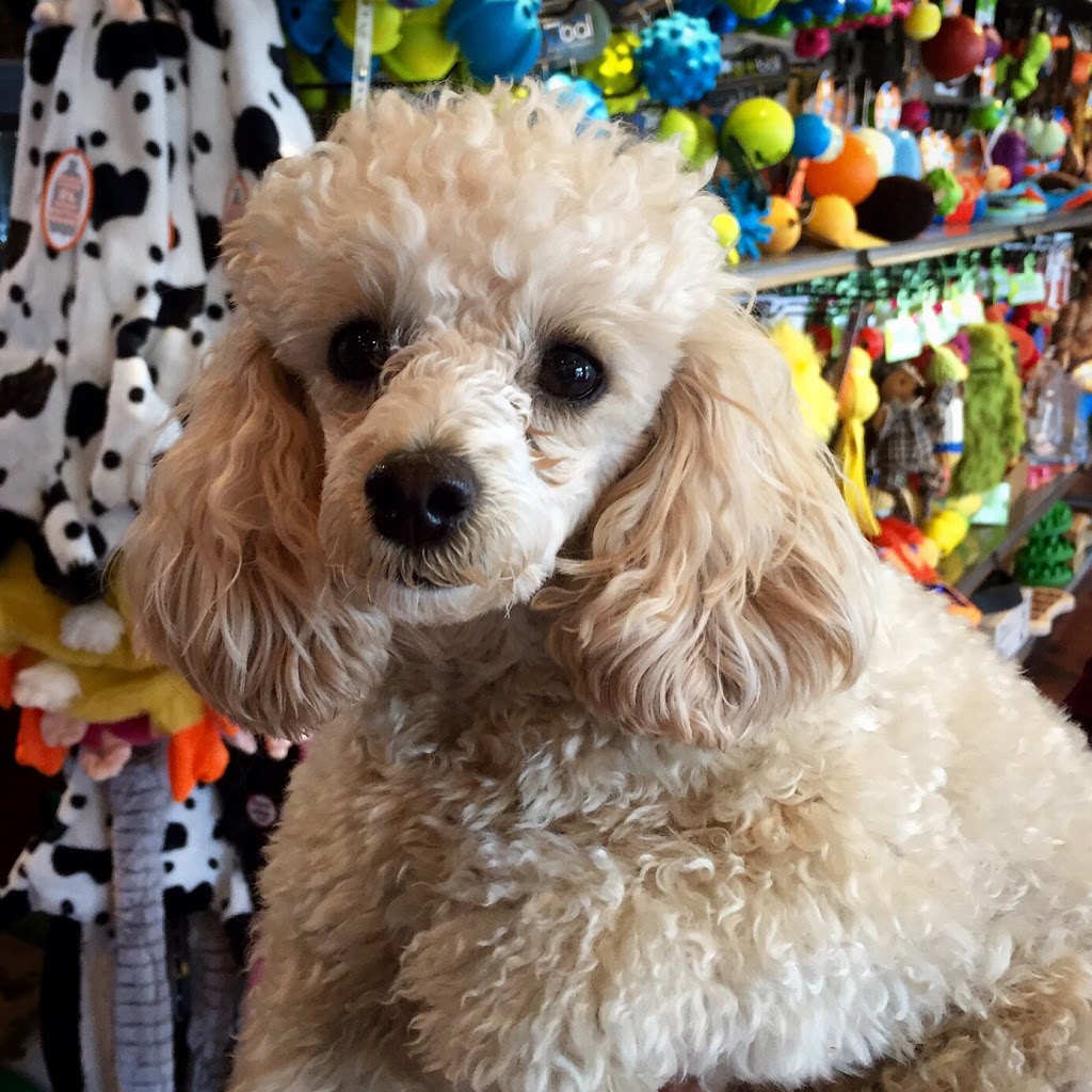 BauHound Haus Inc. | 276 Main St E, Milton, ON L9T 1P3, Canada | Phone: (905) 878-5550