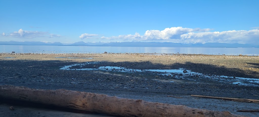 Copes Islander Oceanfront B&B | 1484 Wilkinson Rd, Comox, BC V9M 4B3, Canada | Phone: (250) 339-1038