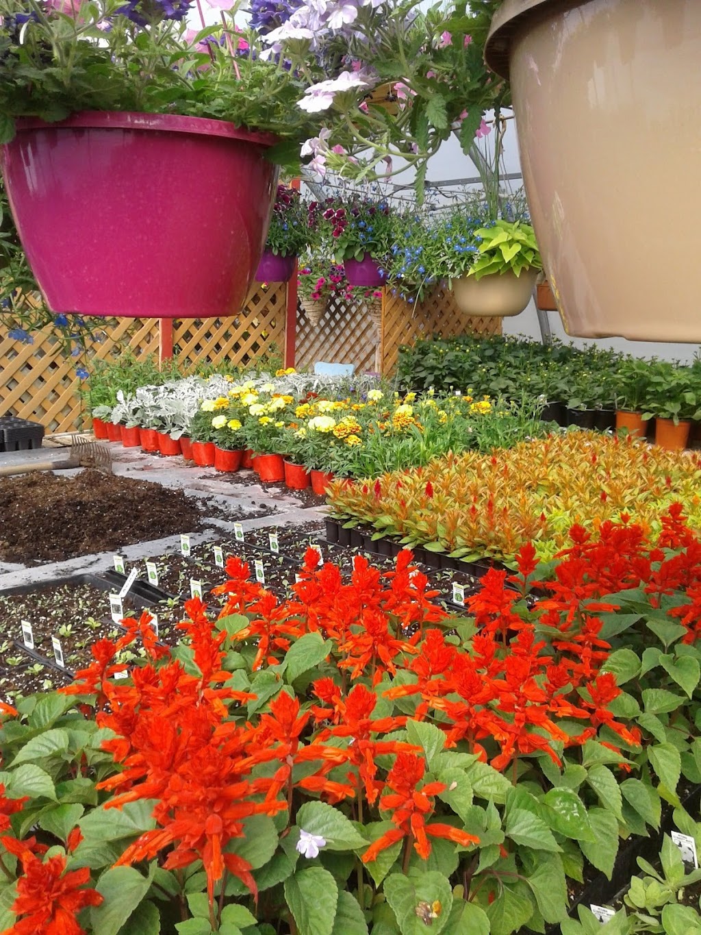Les Serres Du Mont de St-Éloi - Centre de jardinage | 100 Rte de la Station, Saint-Éloi, QC G0L 2V0, Canada | Phone: (418) 898-3283