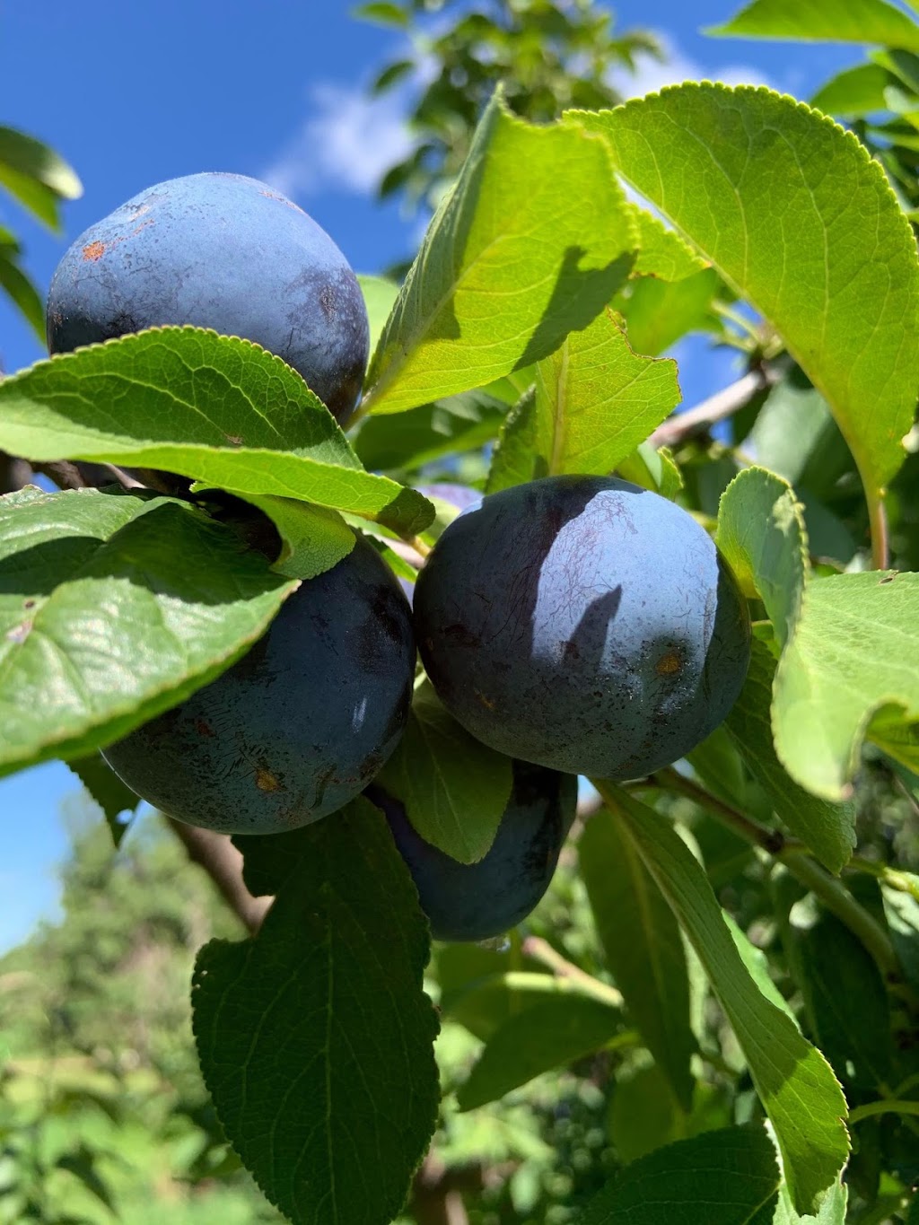 Labonté de la Pomme Verger & Miellerie | 405 Rang de lAnnonciation, Oka, QC J0N 1E0, Canada | Phone: (450) 479-1111