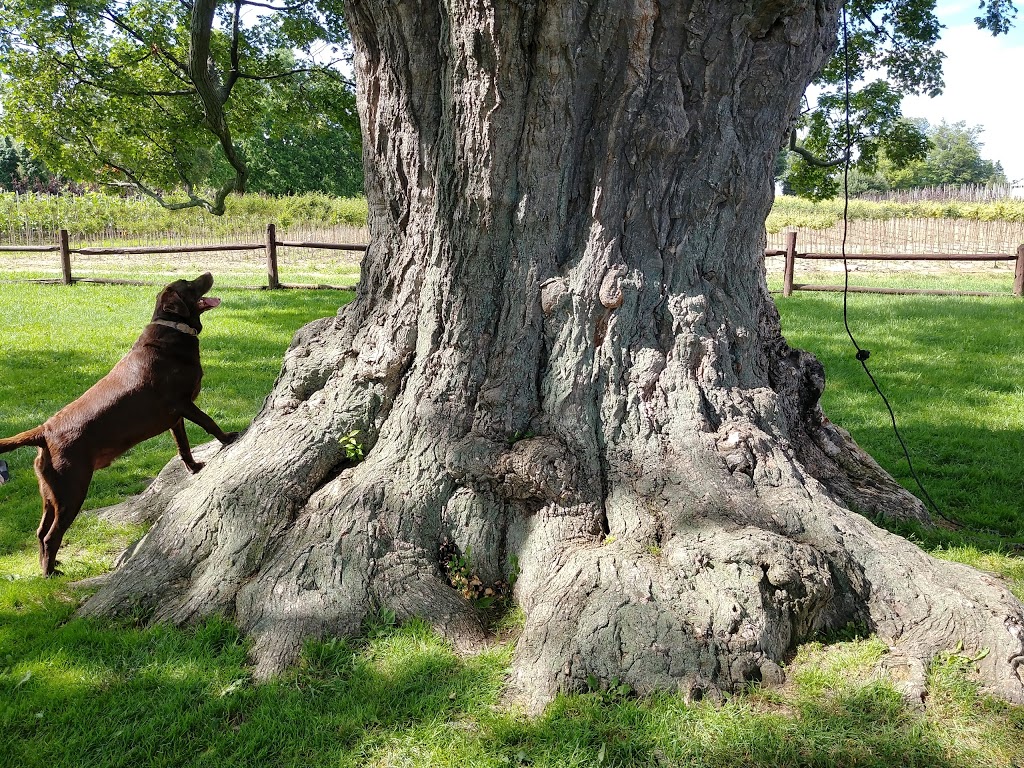 Comfort Maple Conservation Area | 640 Metler Rd, Fenwick, ON L0S 1C0, Canada | Phone: (905) 788-3135
