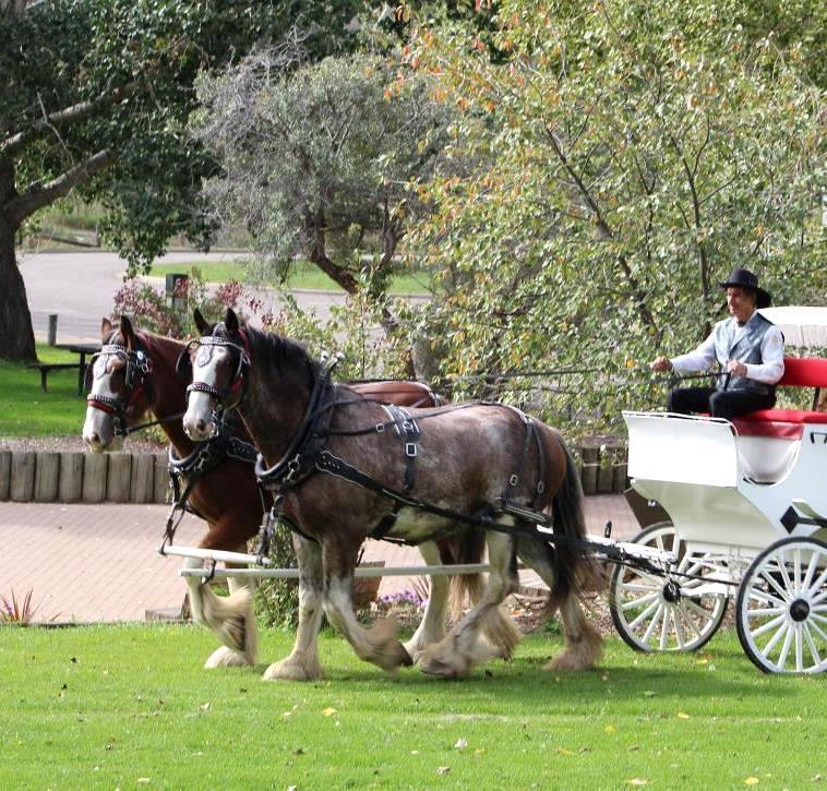 Once Upon A Time Rides | 192041, Township Rd 64, Stirling, AB T0K 2E0, Canada | Phone: (403) 756-2149