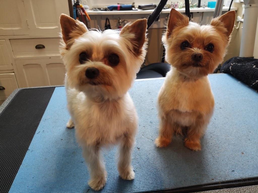 Sackville Muddy Paws Grooming Studio | 366 Main St, Sackville, NB E4L 3H6, Canada | Phone: (506) 224-0045