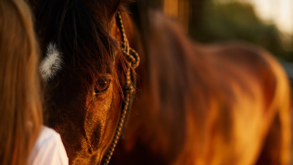 Horse Talks | 954408 7 Line E, Orangeville, ON L9W 2Z2, Canada | Phone: (416) 721-5074