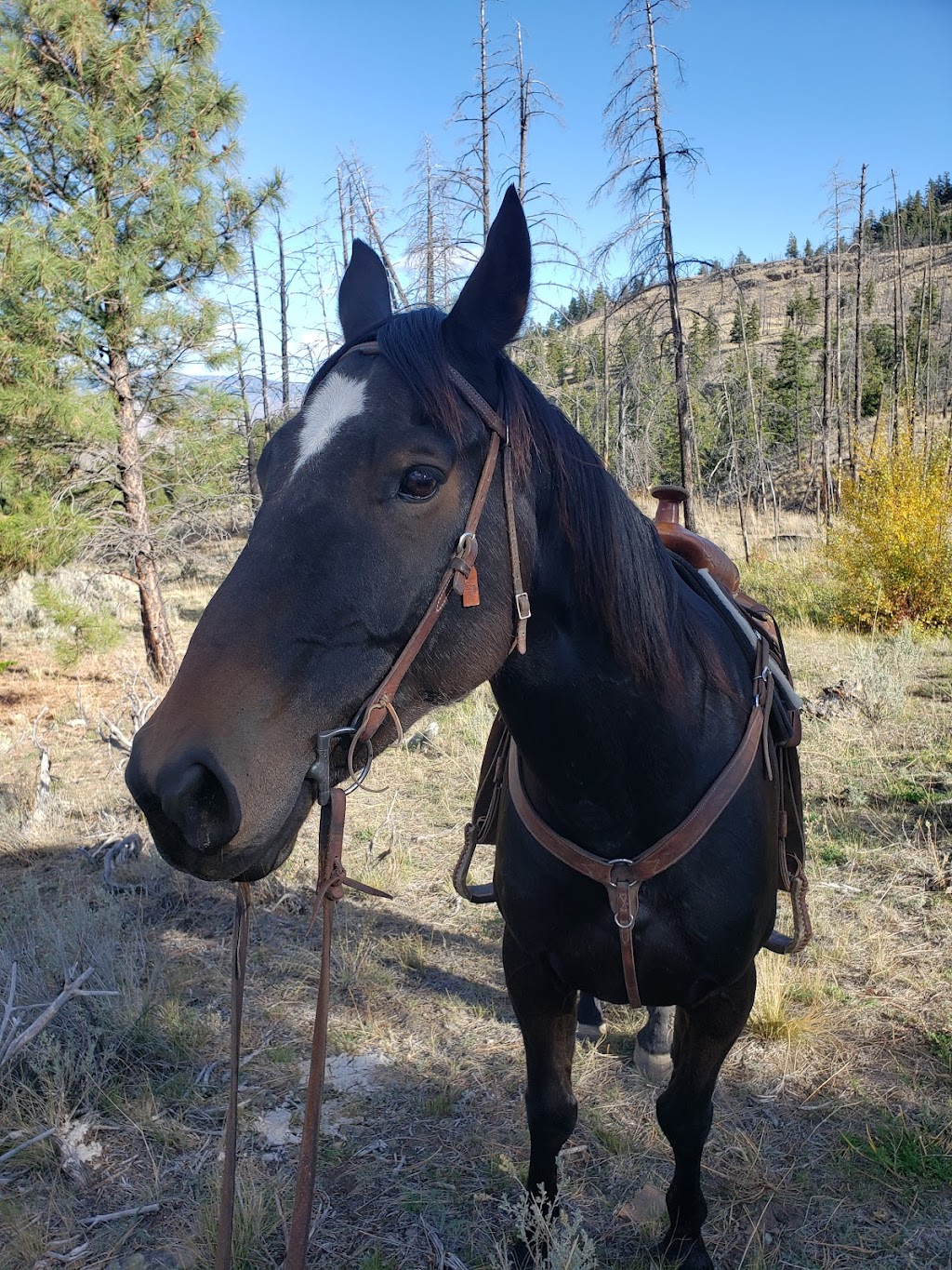Sundance Guest Ranch | 2591 Kirkland Ranch Rd, Ashcroft, BC V0K 1A0, Canada | Phone: (250) 453-2422