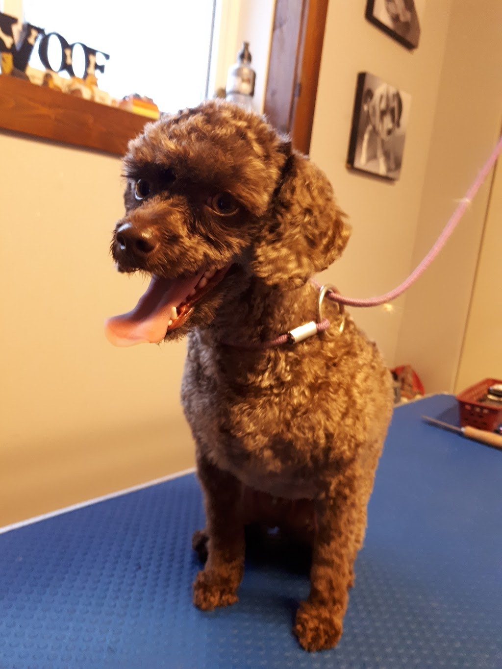Toilettage woof-woof | St Michel, Magog, QC J1X 4H6, Canada | Phone: (819) 769-0811