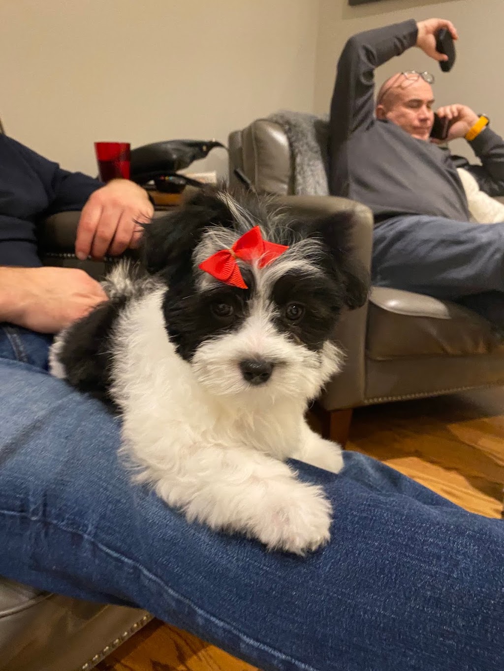 Bonnie View Kennels | 6710 ON-89, Mount Forest, ON N0G 2L0, Canada | Phone: (519) 323-9399