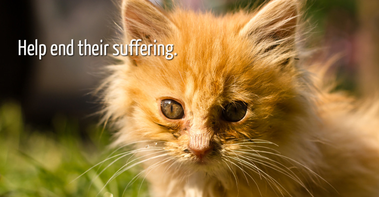 CatSpan Ferals Registered Charity | Box 64 STN Main, Nanoose Bay, BC V9P 9J9, Canada | Phone: (250) 240-7702