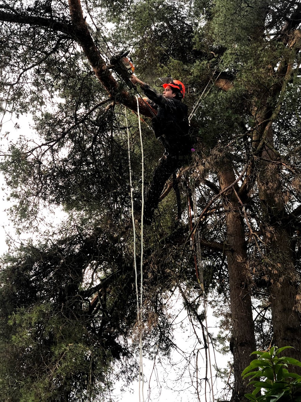 Trapp Arborist Services | 7321 Halifax St #1106, Burnaby, BC V5A 4R5, Canada | Phone: (604) 700-9030