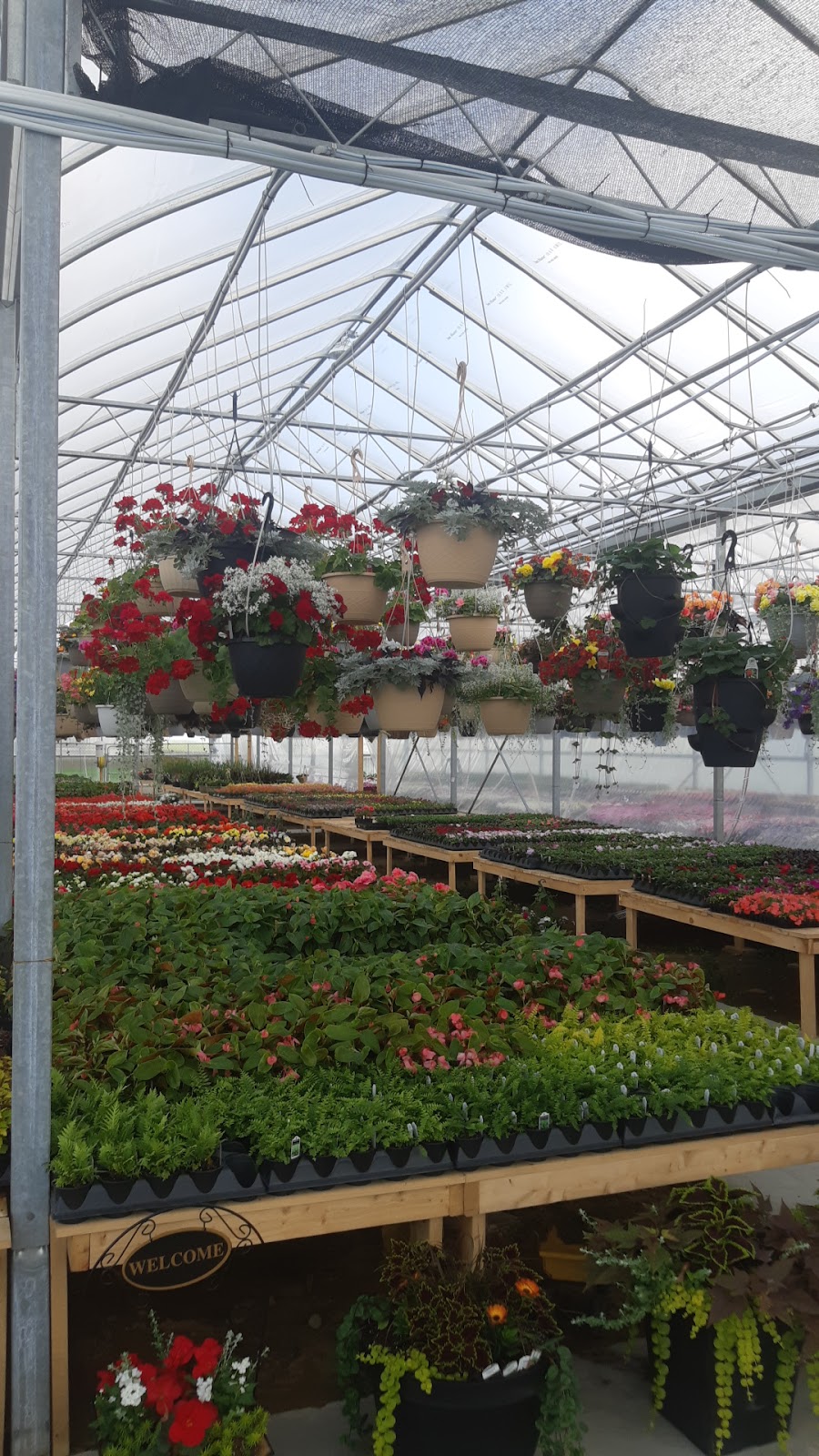 Trailside Greenhouse | 3392 Chalmers Forrest Rd, Linwood, ON N0B 2A0, Canada | Phone: (519) 698-0105