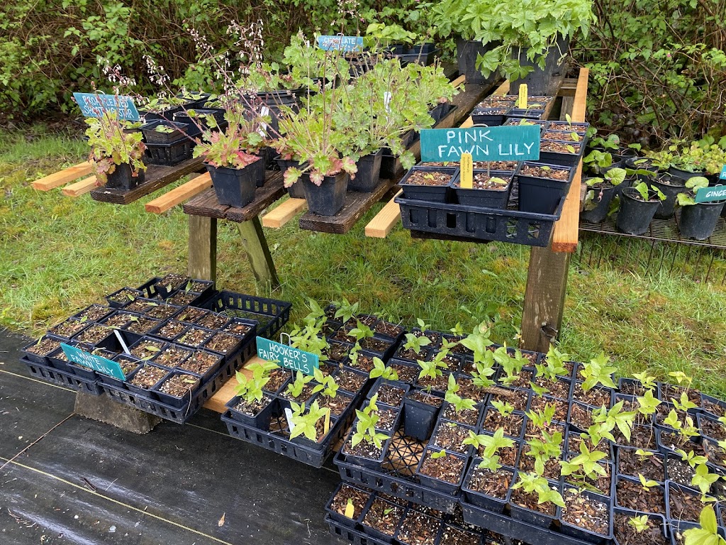 Streamside Native Plants | 7455 Island Hwy W, Bowser, BC V0R 1G0, Canada | Phone: (250) 757-9999