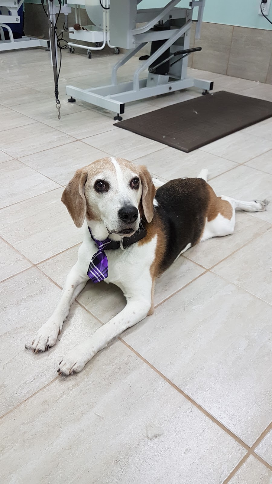 pampered Pups by jamie | 838 Development Dr, Kingston, ON K7M 5V7, Canada | Phone: (613) 983-3889
