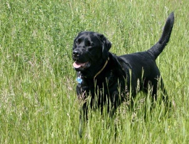 Clancy’s Way Dog Training & Consulting | 6805 Old Mill Rd, Camlachie, ON N0N 1E0, Canada | Phone: (519) 333-7364