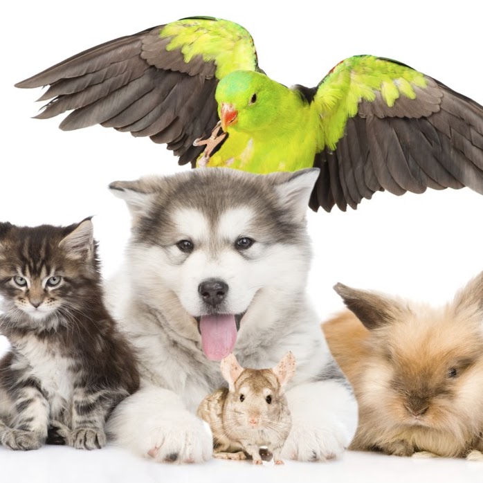 West London Pet Hospital | 760 Hyde Park Rd, London, ON N6H 5W9, Canada | Phone: (519) 641-2999