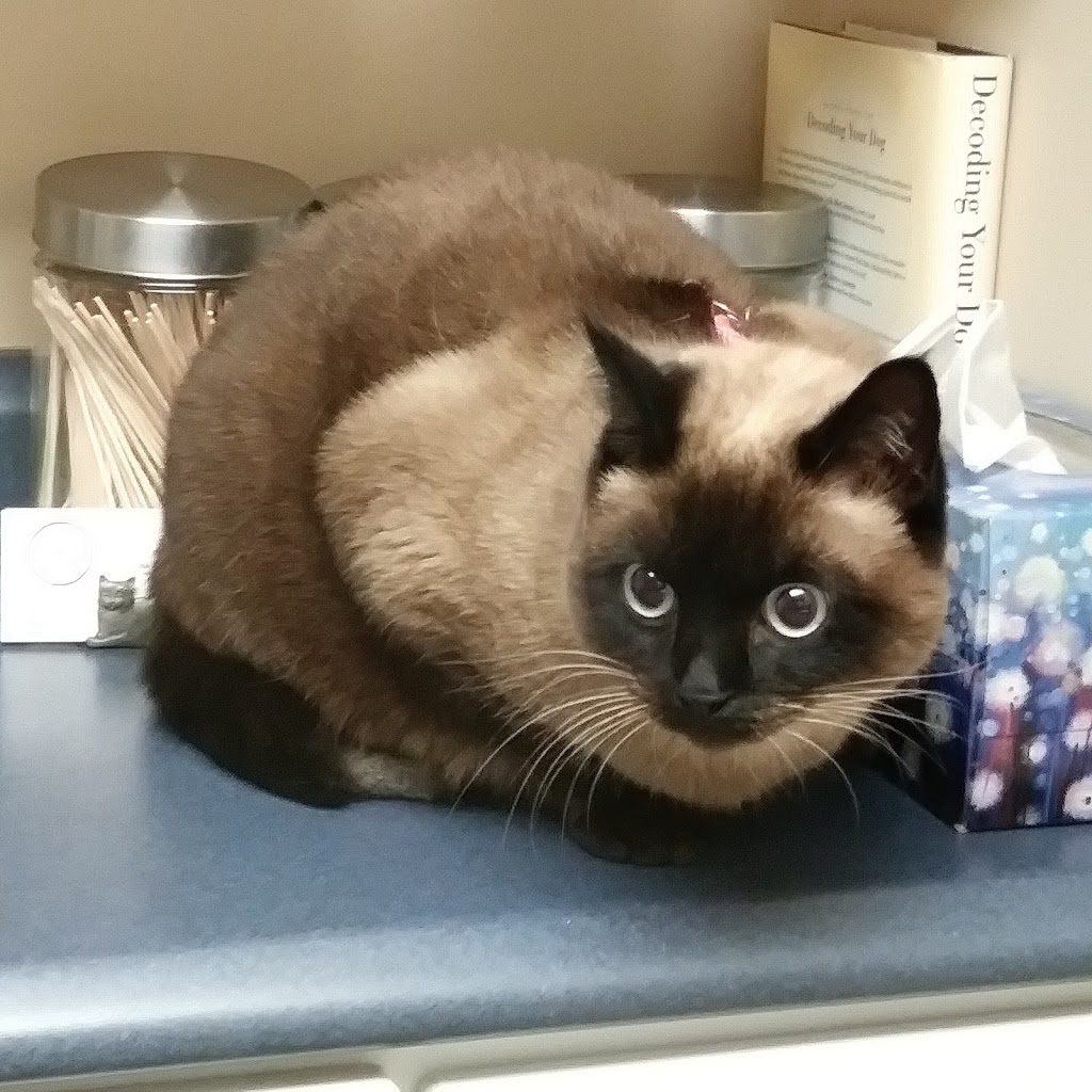 Chester Basin Animal Hospital | 133 NS-12, Chester Basin, NS B0J 1K0, Canada | Phone: (902) 275-3551