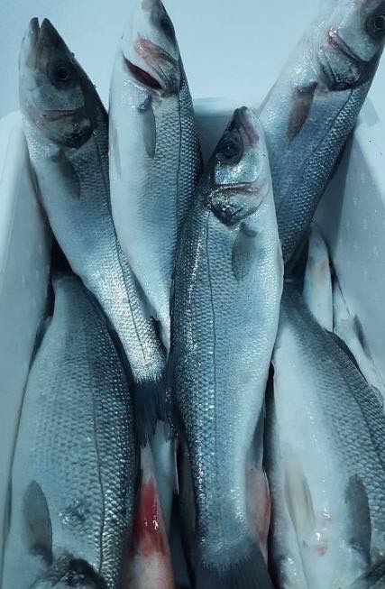 Al Manara - fish shop & Grocery | 9552 87 St NW, Edmonton, AB T6C 3J1, Canada | Phone: (780) 604-9310