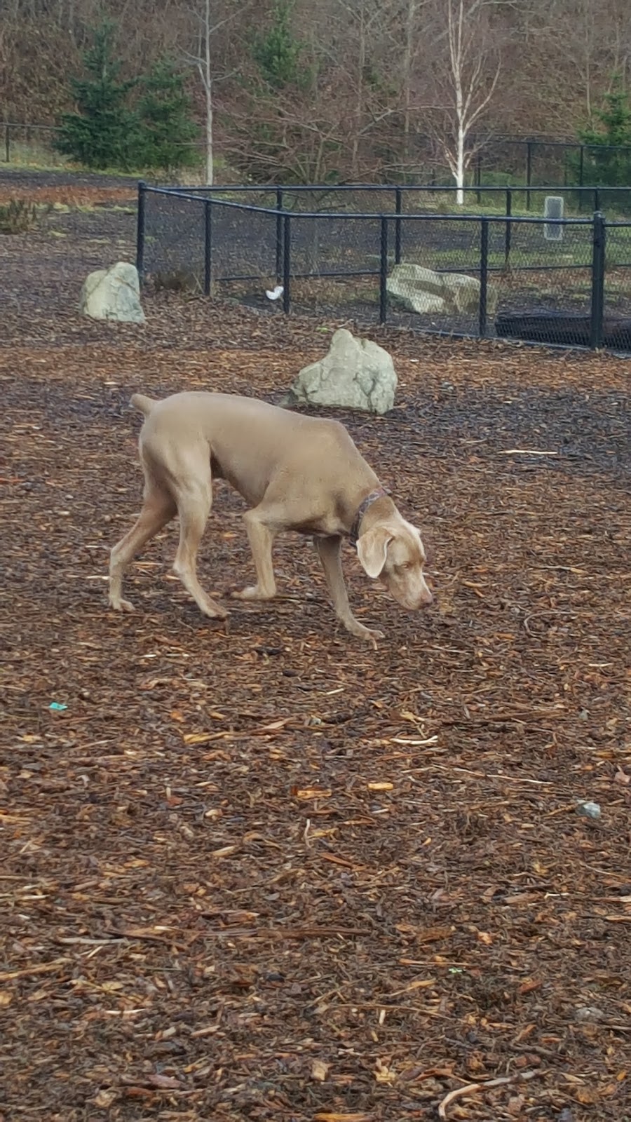 Squalicum Dog Park | 1001 Squalicum Way, Bellingham, WA 98225, USA