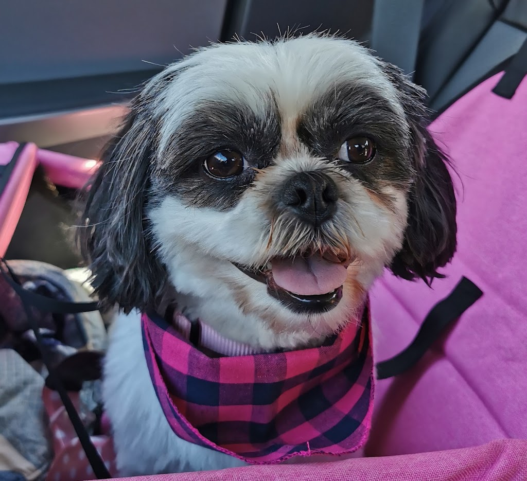 Khaleesis K9 Grooming | 429 Dover Rd, Dieppe, NB E1A 7L7, Canada | Phone: (506) 232-3005