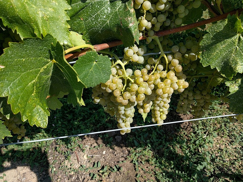 Grape Escape Wine Tours | 1627 Niagara Stone Rd, Niagara-on-the-Lake, ON L0S 1J0, Canada | Phone: (905) 468-9959